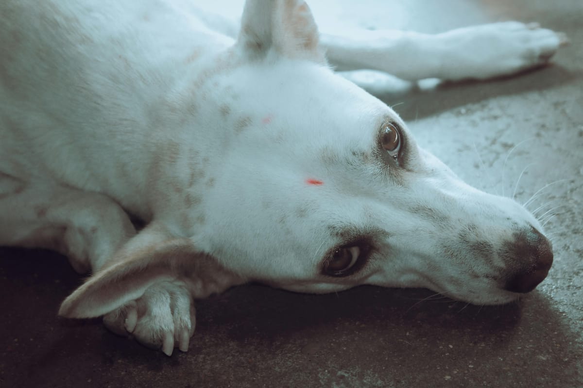 The broken heart on four legs